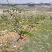 فروش زمین کشاورزی