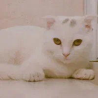 کربه اسکاتیش