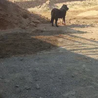 توله قدرجونی ماده