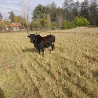 دو راس گاو با بومی و دورگ