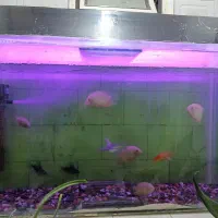 اکواریم ماهی|ماهی|قائن, |دیوار