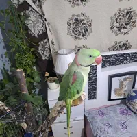 شاه طوطی اسکندری