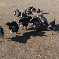 بوقلمون|حیوانات مزرعه|چالدران, |دیوار