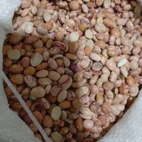 لوبیا چیتی شکسته