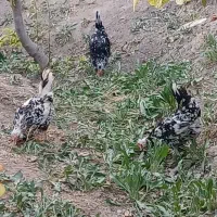 ۴ عدد  مرغ گلین تخم‌گذار سالم