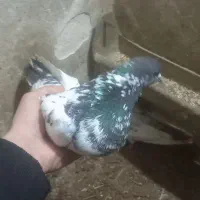 کبوتر|پرنده|مریوان, |دیوار