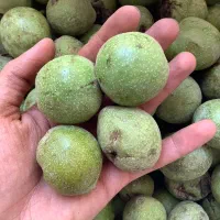 گردوی خیس تازه نوبرانه