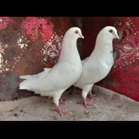 کبوتر پرشی دهنجور واقعی ۱۰ ساعته باضمانت|پرنده|رشت, گیل|دیوار