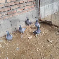 کبوتر پلاکی|پرنده|لیلان, |دیوار