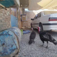 بوقلمون