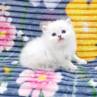 بریتیش واسکاتیش گلد وبلو