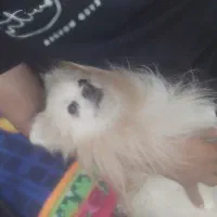 فروش سگ پامر اصیل پاکوتاه پشمالو|سگ|رامشیر, |دیوار