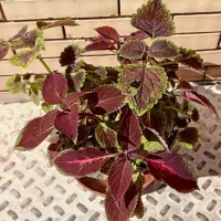 گل حسنی یوسف|گل و گیاه طبیعی|یزد, |دیوار