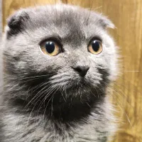 اسکاتیش بلو انفولد|گربه|تهران, گیشا|دیوار