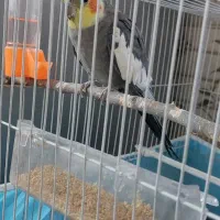 عروس هلندی سالم اوازخان