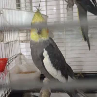 فروش عروس هلندی جفت مولد با قفس وجوجه|پرنده|شوش, |دیوار