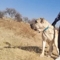 سگ سرابی|سگ|ایجرود, |دیوار