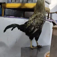 خروس تزئینی گُلین|حیوانات مزرعه|رضوانشهر, |دیوار