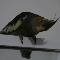 پرنده عروس هلندی