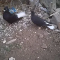 جفت دمسفید بدون غلط