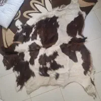 پوست گاو دکوری تزئینی کلاه پشمی روسی