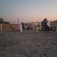 کبوتر نر پرشی|پرنده|مشهد, کوشش|دیوار