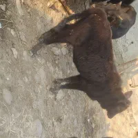 گاو لیشه آرام غذا خور|حیوانات مزرعه|رضوانشهر, |دیوار