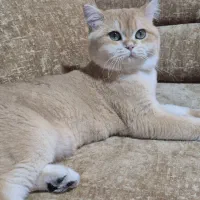 بریتیش نر ny12