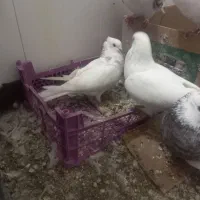 کبوتر|پرنده|مهدی شهر, |دیوار