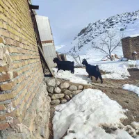 بز کشتاری|حیوانات مزرعه|زاغه, |دیوار