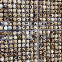 تخم نطفه دار بلدرچین با هچ ۸۵ تا ۹۰ درصد ضمانتی