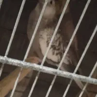 6عدد عروس ماده بالغ 2تا ایزابل آهویی یکی 2سینامون