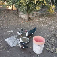 اردک اسراییلی