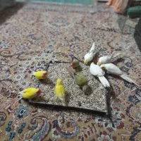 عروس هلندی