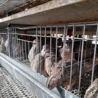 بلدرچین بالغ