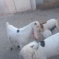 3عدد چپشت ۲ تا گلابی یکی پنجاب دوتا هم کهر اوس سر|حیوانات مزرعه|میناب, |دیوار