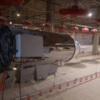 کارگر با سابقه کاری مرغداری اتومات