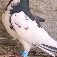 رنگی گلدار ماده