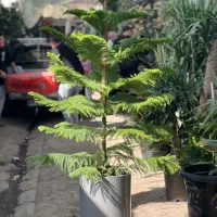 کاج مطبق بازار گل محلاتی
