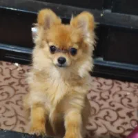 سگم گمشده