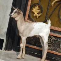 بز صومال|حیوانات مزرعه|بندرعباس, |دیوار