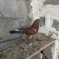 کبوتر کله ای|پرنده|خورموج, |دیوار