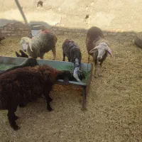 گوسفند بره و بزغاله خوراک خور میش وبز زاییده قوچ