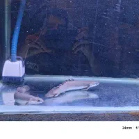 ماهی پولی|ماهی|مریوان, |دیوار