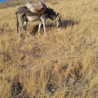 الاغ نر جوان