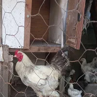 خروس برهما