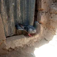 کفتر