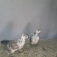 کفتر پرشی ۱۰ ساعتی|پرنده|فردوسیه, |دیوار