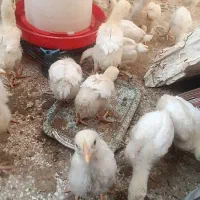 جوجه مرغ گوشتی
