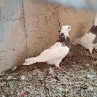 کبوتر|پرنده|ایوان, |دیوار